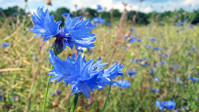 Blaue Blumen auf einer Wiese