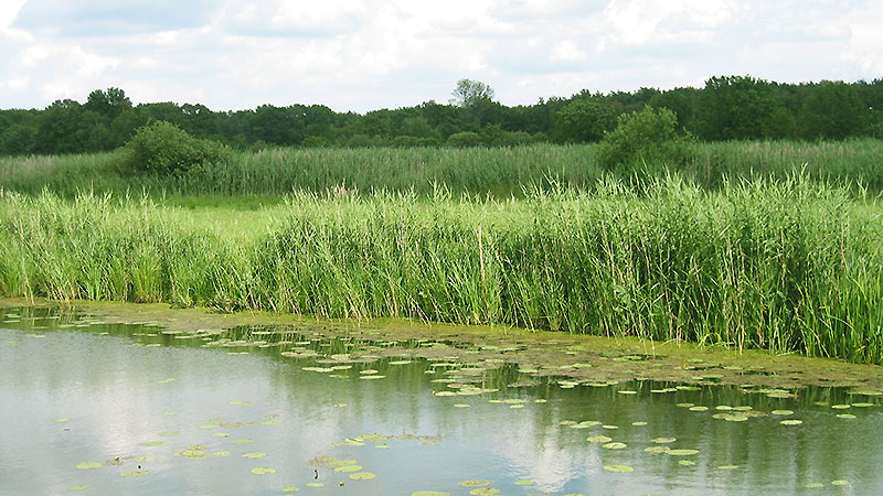 Ufer mit verschiedener Vegetation